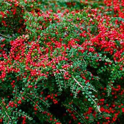 Кизильник горизонтальный  Кизильник горизонтальный в Брянске