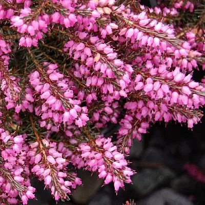 Эрика СТИНКЕ дарленская  Эрика СТИНКЕ дарленская в Брянске