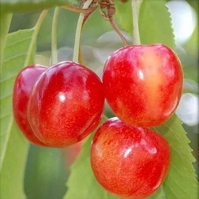 Черешня МЕДУНИЦА  Черешня МЕДУНИЦА в Брянске