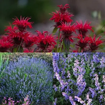 Комплект АРОМАТНЫЙ ЧАЙ в Брянске