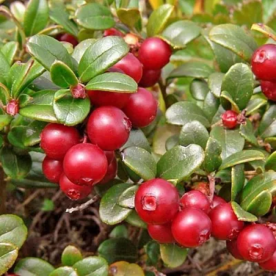 Брусника садовая АМЕРЛАНД  Брусника садовая АМЕРЛАНД в Брянске