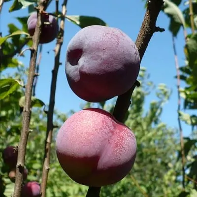 Плумкот ВЕЙ ВОНГ  Плумкот ВЕЙ ВОНГ в Брянске