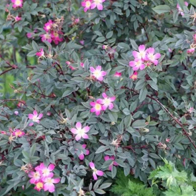 Саженцы роз сизая — описание сорта Саженцы роз сизая в Брянске