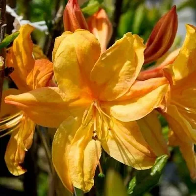 Азалия ГОЛДЕН ЛАЙТС листопадная  Азалия ГОЛДЕН ЛАЙТС листопадная в Брянске