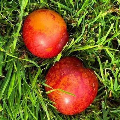 Шарафуга НЕКТАРИННАЯ в Брянске