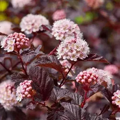 Пузыреплодник АНДРЕ   Пузыреплодник АНДРЕ  в Брянске