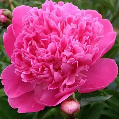 Пион ЭДУЛИС СУПЕРБА травянистый  Пион ЭДУЛИС СУПЕРБА травянистый в Брянске