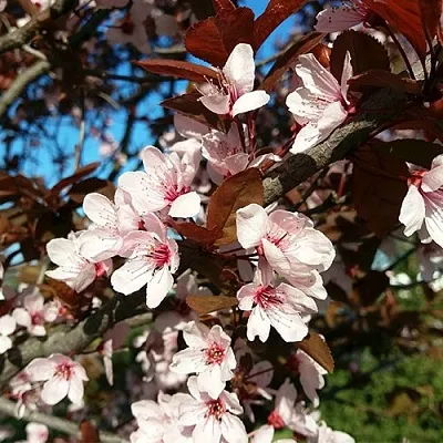 Слива ВУДИ растопыренная в Брянске