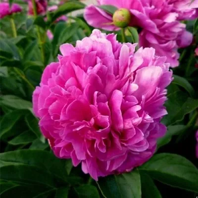 Пион ФЕЛИКС КРАУССЕ травянистый  Пион ФЕЛИКС КРАУССЕ травянистый в Брянске