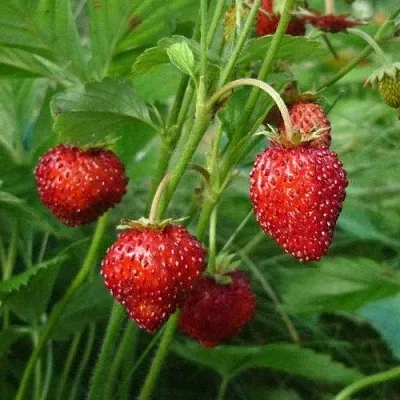 Земляника АЛЬПИЙСКАЯ  Земляника АЛЬПИЙСКАЯ в Брянске