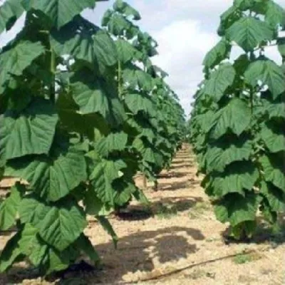 Павлония ПАО ТОГН Z07 в Брянске