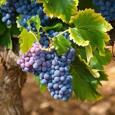 Виноград ЗИЛГА  Виноград ЗИЛГА в Брянске