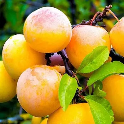 Слива МИНСКАЯ  Слива МИНСКАЯ в Брянске