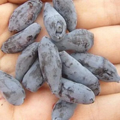 Жимолость съедобная ЧУЛЫМСКАЯ в Брянске