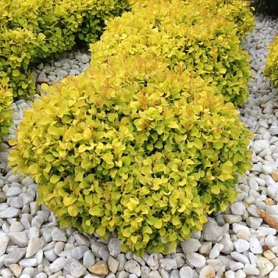 Барбарис БОНАНЗА ГОЛД тунберга  Барбарис БОНАНЗА ГОЛД тунберга в Брянске