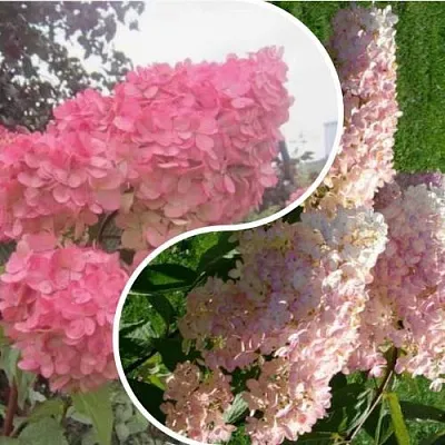 Комплект МНОГОГРАННОСТЬ в Брянске