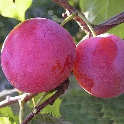 Слива ДЕЛИКАТНАЯ в Брянске