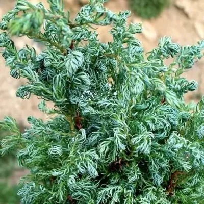 Кипарисовик БЕБИ БЛЮ горохоплодный — описание сорта Кипарисовик БЕБИ БЛЮ горохоплодный в Брянске