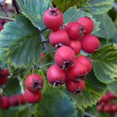 Боярышник АРНОЛЬДА  Боярышник АРНОЛЬДА в Брянске