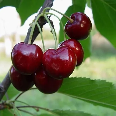 Черешня СТЕЛЛА в Брянске