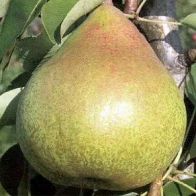 Груша КОРОЛЛА  Груша КОРОЛЛА в Брянске