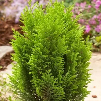 Кипарисовик ЭЛВУДИ ГОЛД лавсона  Кипарисовик ЭЛВУДИ ГОЛД лавсона в Брянске