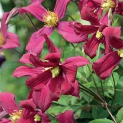 Клематис СТРОУБЕРРИ ФИЛДС  Клематис СТРОУБЕРРИ ФИЛДС в Брянске