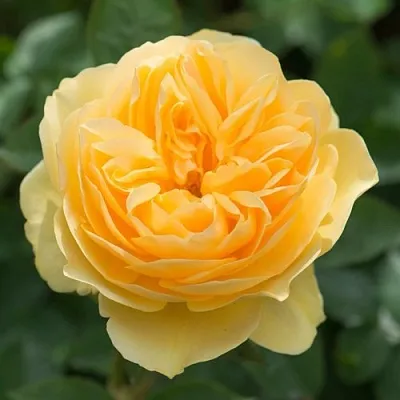 Саженцы роз ГРЕХАМ ТОМАС английская  Саженцы роз ГРЕХАМ ТОМАС английская в Брянске