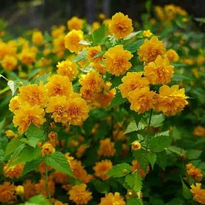 Керрия японская ПЛЕНИФЛОРА  Керрия японская ПЛЕНИФЛОРА в Брянске