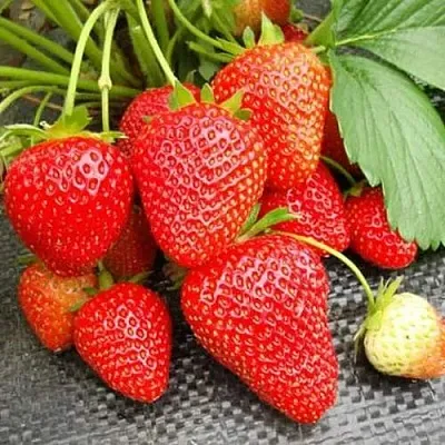 Клубника ВИМА РИНА ремонтантная  Клубника ВИМА РИНА ремонтантная в Брянске