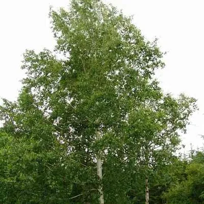 Береза бородавчатая  Береза бородавчатая в Брянске