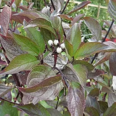 Дерен КЕССЕЛЬРИНГИ  Дерен КЕССЕЛЬРИНГИ в Брянске