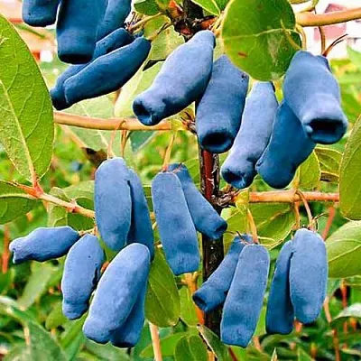 Жимолость съедобная НИМФА (ГАММА) в Брянске