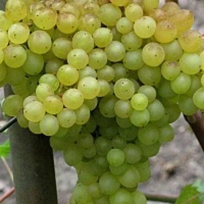 Виноград КИШМИШ 342  Виноград КИШМИШ 342 в Брянске