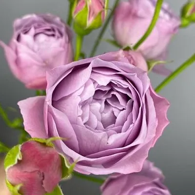 Саженцы роз ЛАВЕНДЕР БАБЛС спрей  Саженцы роз ЛАВЕНДЕР БАБЛС спрей в Брянске