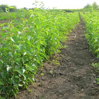 Подвой черешни ДИКАЯ ЧЕРЕШНЯ  Подвой черешни ДИКАЯ ЧЕРЕШНЯ в Брянске