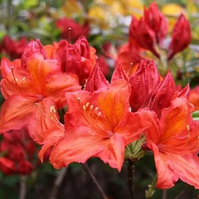 Азалия ЛИЛИНШТЕЙН японская  Азалия ЛИЛИНШТЕЙН японская в Брянске