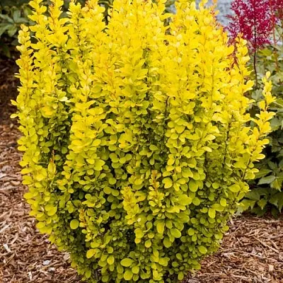 Барбарис ГОЛДЕН ТОРЧ тунберга  Барбарис ГОЛДЕН ТОРЧ тунберга в Брянске