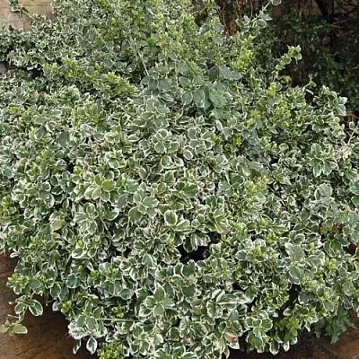 Бересклет ЭМЕРАЛЬД ГАИТИ форчуна  Бересклет ЭМЕРАЛЬД ГАИТИ форчуна в Брянске