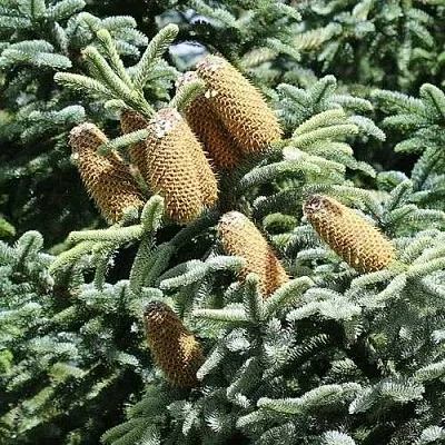 Пихта благородная  Пихта благородная в Брянске