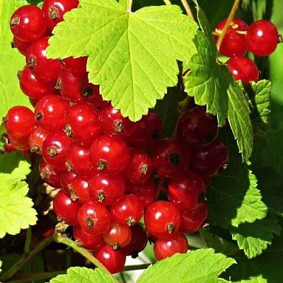 Смородина красная ГАЗЕЛЬ в Брянске