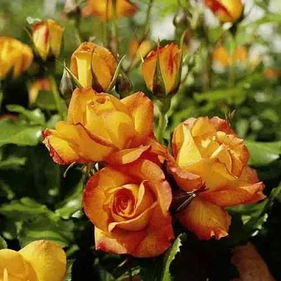 Саженцы роз САХАРА плетистая  Саженцы роз САХАРА плетистая в Брянске