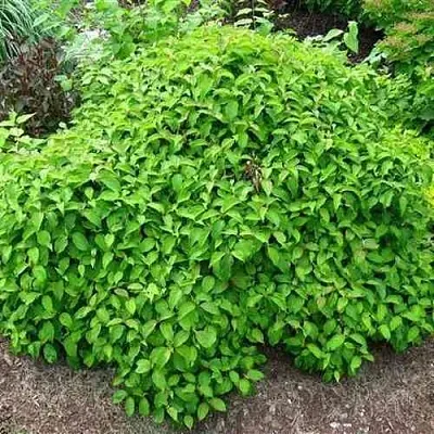 Дерен КЕЛСЕИ шелковистый   Дерен КЕЛСЕИ шелковистый  в Брянске