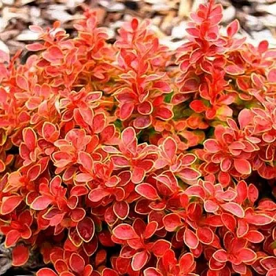 Барбарис КОРАЛ тунберга  Барбарис КОРАЛ тунберга в Брянске