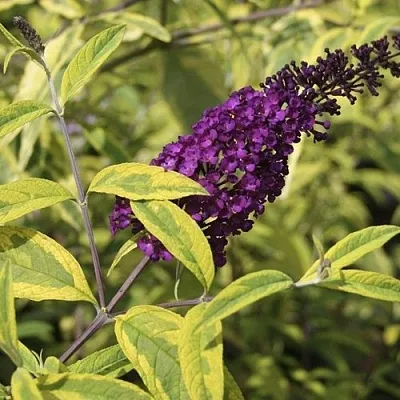 Буддлея давида САНТАНА   Буддлея давида САНТАНА  в Брянске