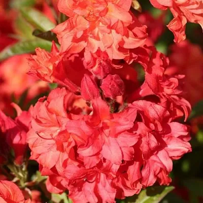 Азалия ФОЙЕРКОПФЕН крупноцветковая  Азалия ФОЙЕРКОПФЕН крупноцветковая в Брянске