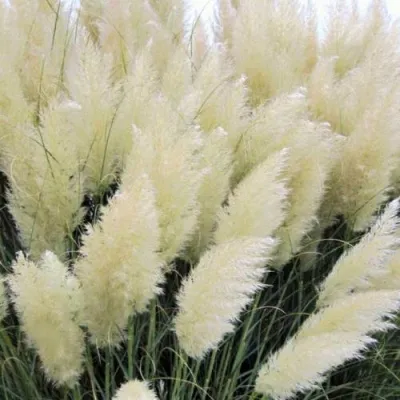 Кортадерия белая (пампасная трава) в Брянске