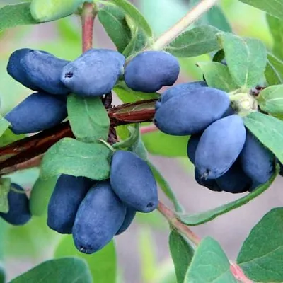 Жимолость съедобная ХОНЕЙ БИ в Брянске