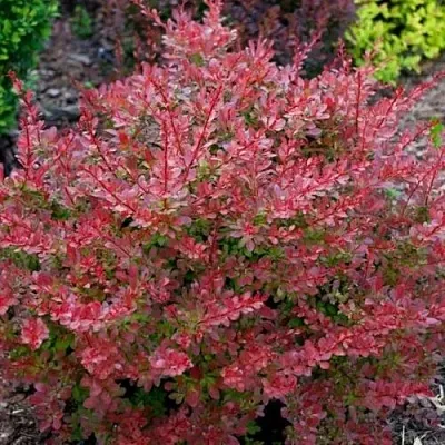 Барбарис ГОЛДЕН РИНГ тунберга  Барбарис ГОЛДЕН РИНГ тунберга в Брянске