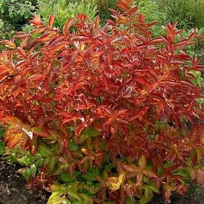 Вейгела ОГНЕННЫЕ КРЫЛЬЯ в Брянске